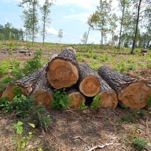 Réglementation des coupes de bois