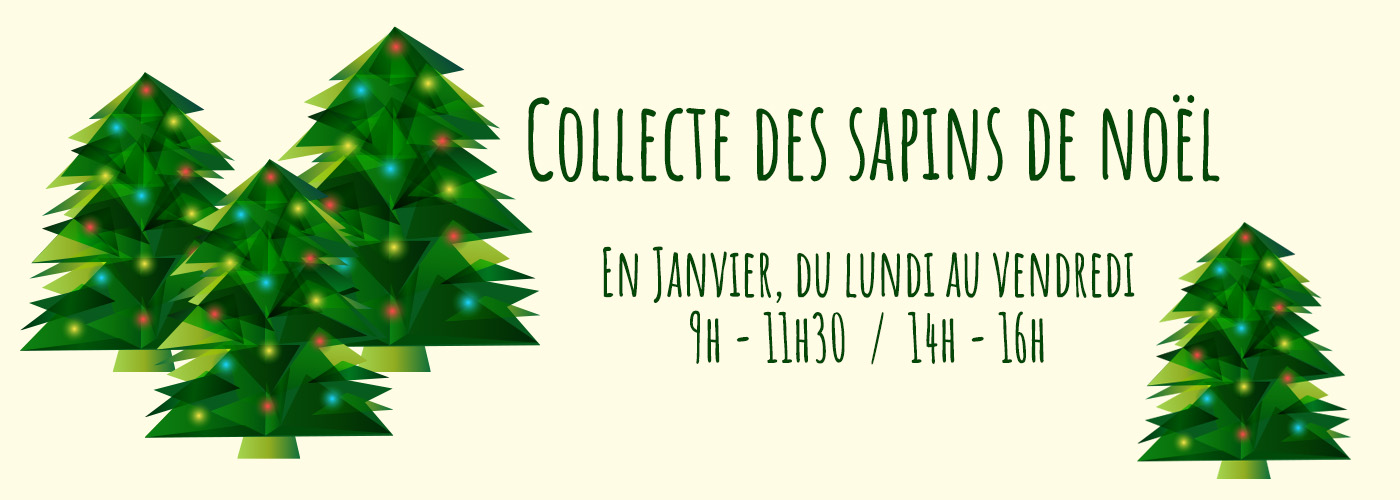 Collecte des sapins