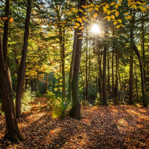 Calendrier de chasse en forêt domaniale