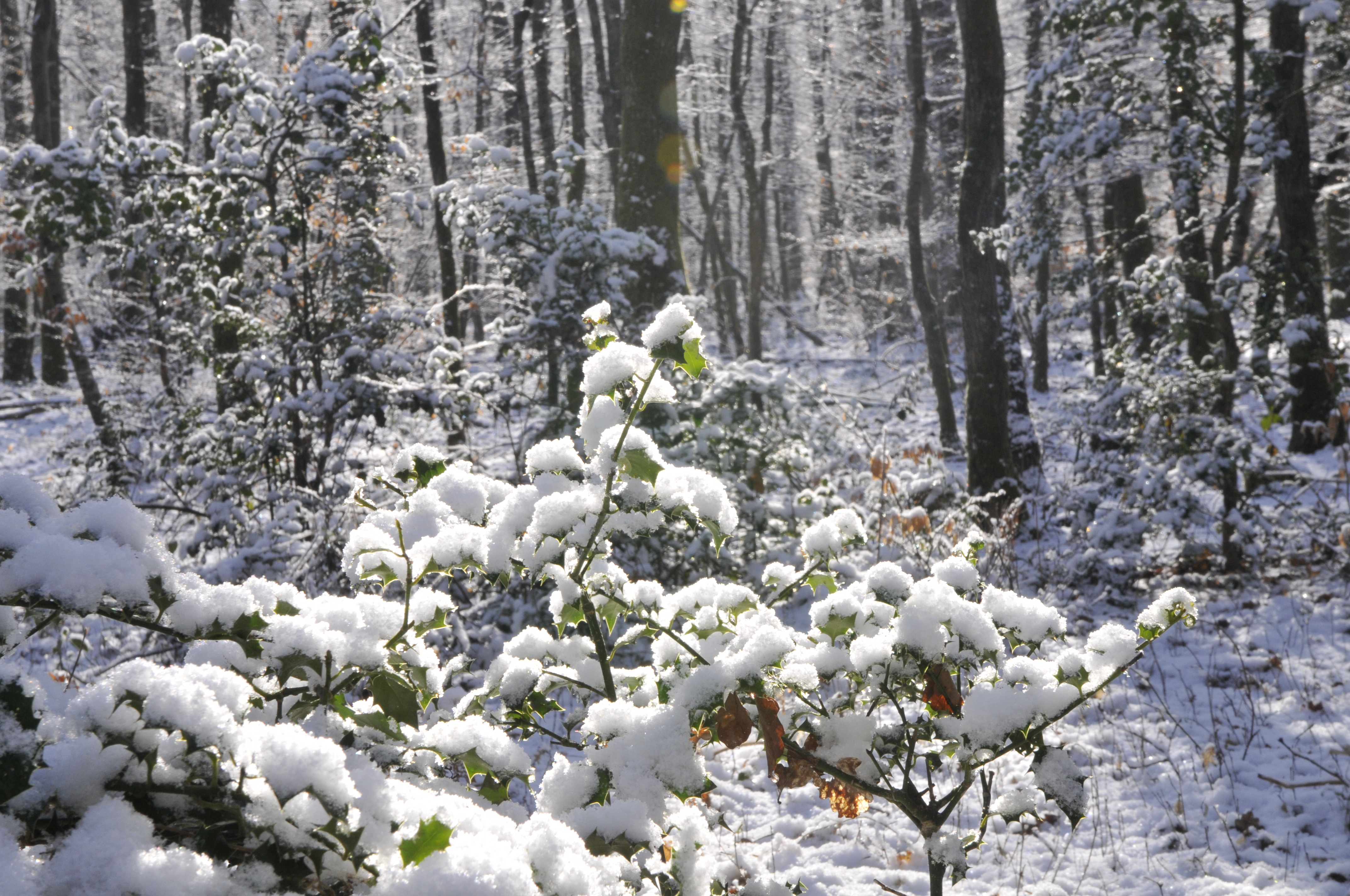 Forêt sous la neige