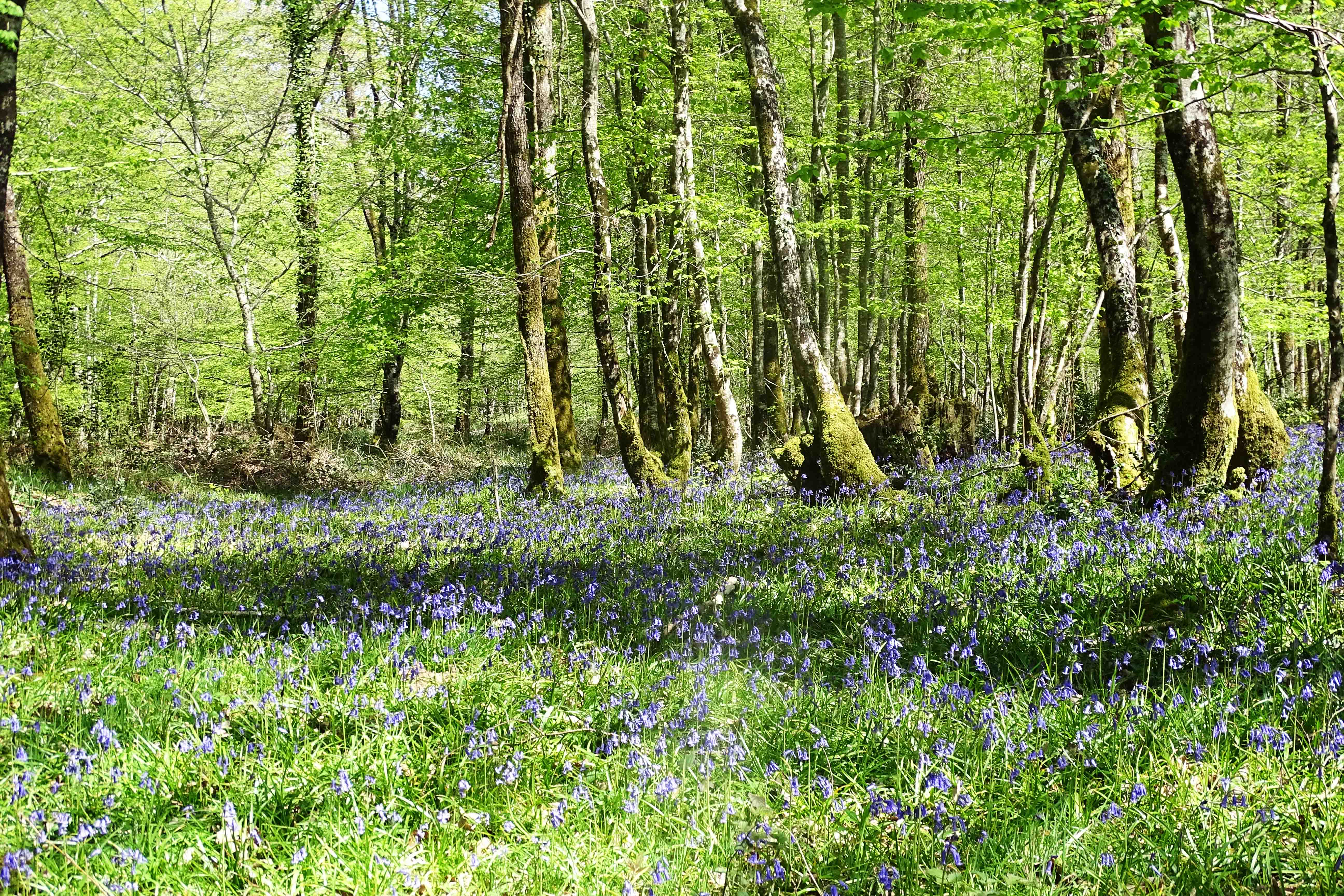 Forêt au printemps