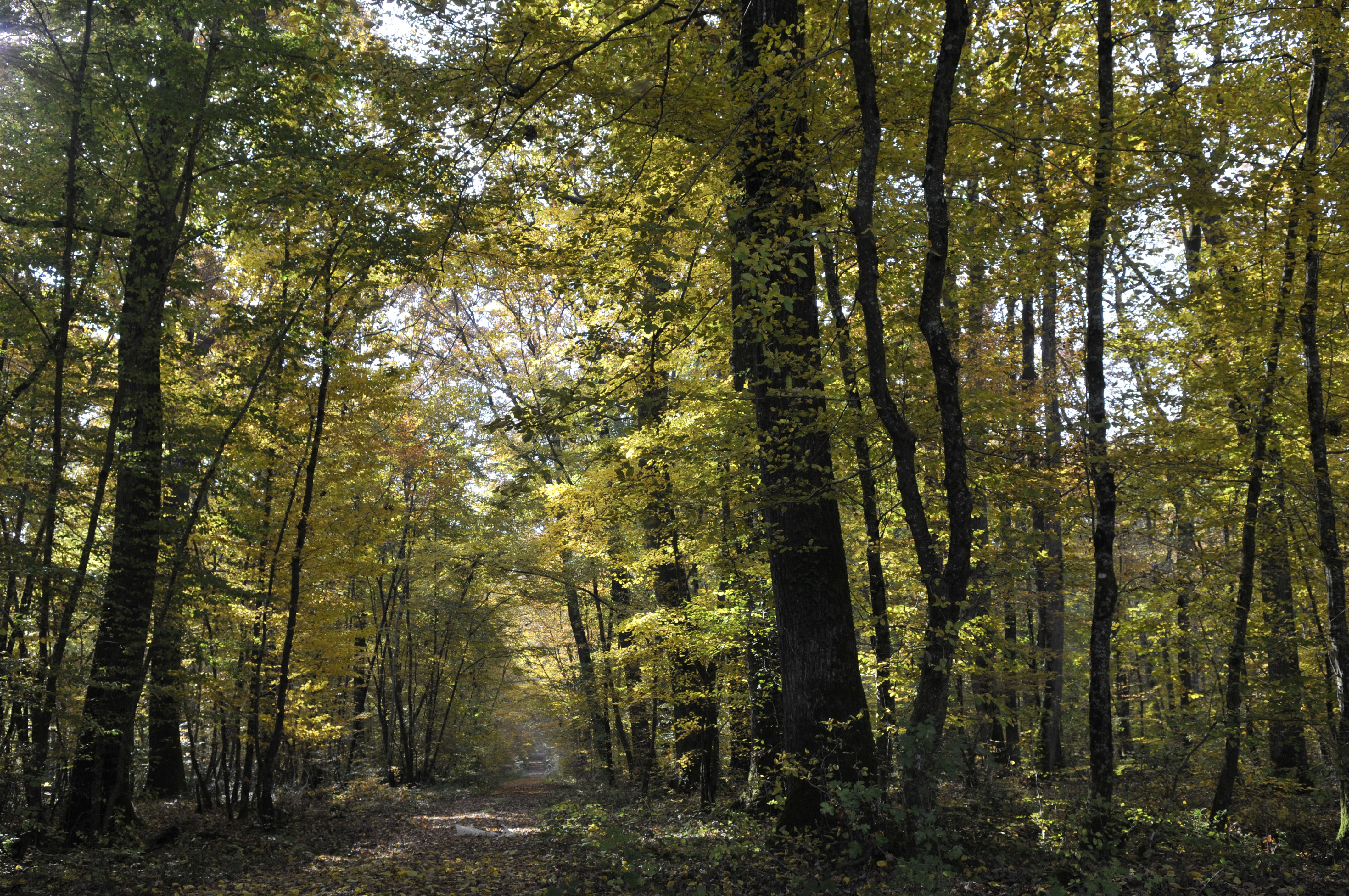 Forêt d'automne